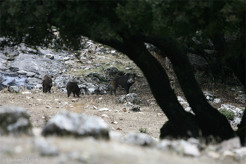 Spanische Wildschweine