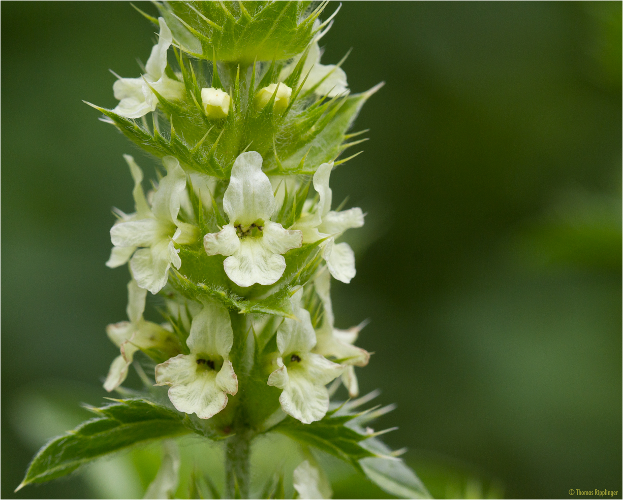 Spanischer Andorn (Marrubium supinum). Foto & Bild pflanzen, pilze
