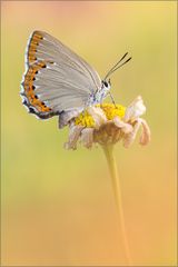 Spanischer Blauer Zipfelfalter (Laeosopis roboris)