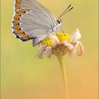 Spanischer Blauer Zipfelfalter (Laeosopis roboris)