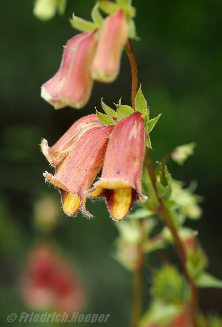 Spanischer Fingerhut Foto & Bild pflanzen, pilze & flechten, blüten