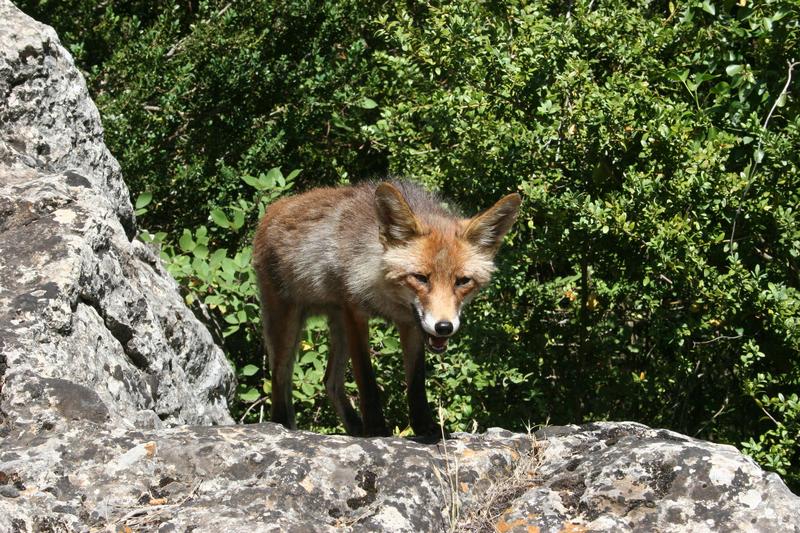 Spanischer Fuchs