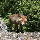 Spanischer Fuchs