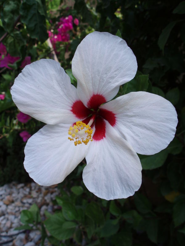 Spanischer Hibiskus