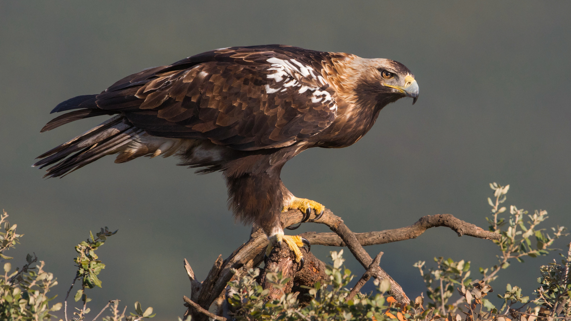 Spanischer Kaiseradler