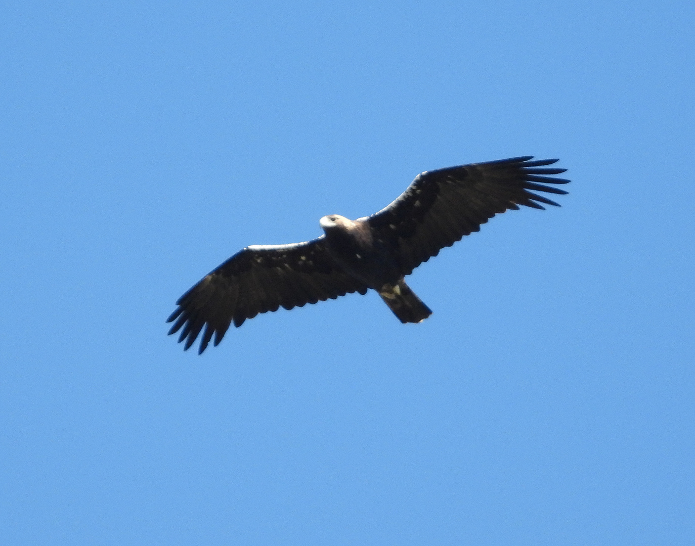 Spanischer Kaiseradler