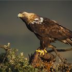 Spanischer Kaiseradler