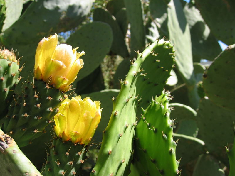 spanischer Kaktus, blühend