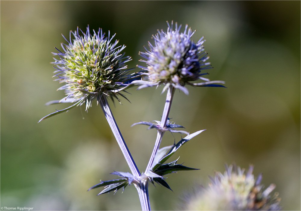 Spanischer mannstreu (Eryngium bourgatii).