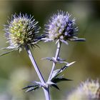 Spanischer mannstreu (Eryngium bourgatii).