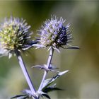 Spanischer mannstreu (Eryngium bourgatii)..