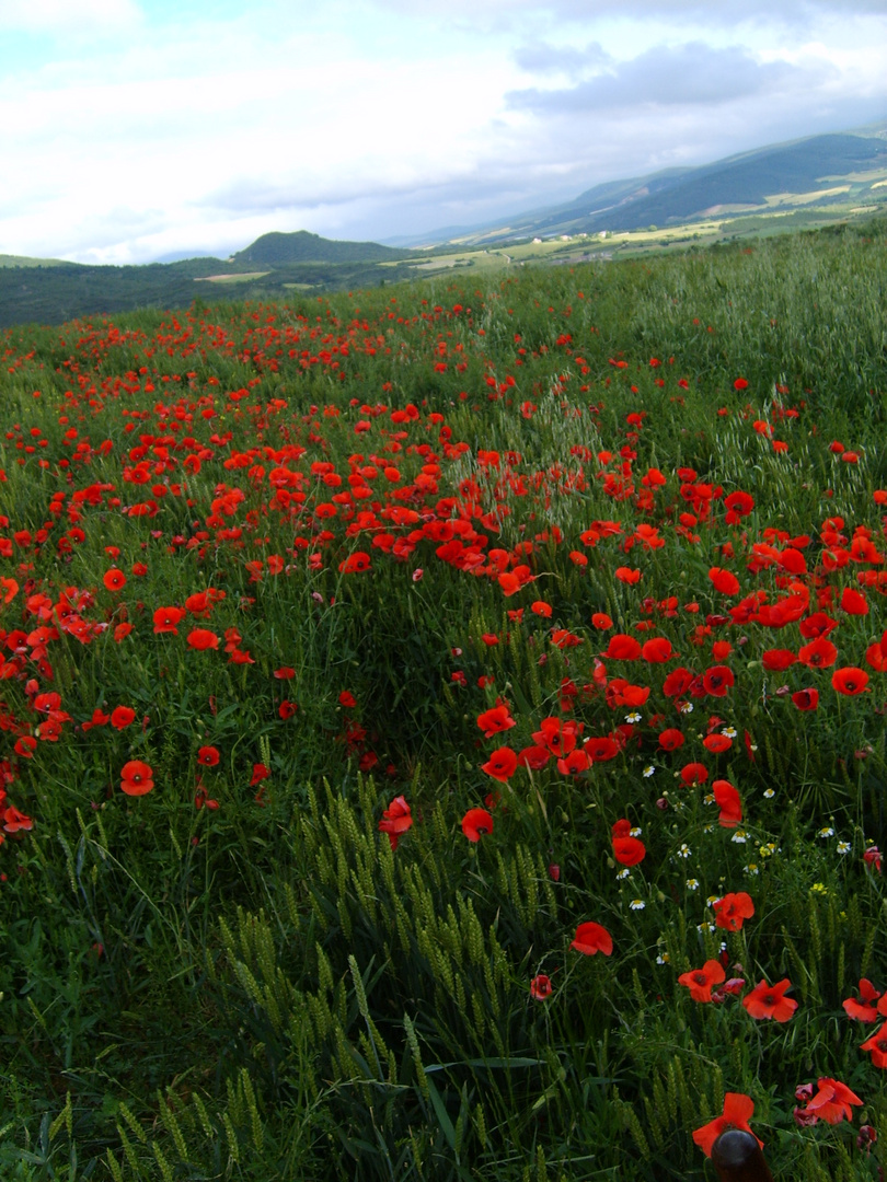 Spanischer Mohn