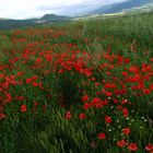 Spanischer Mohn