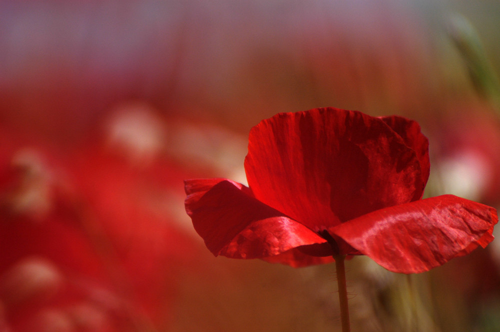 Spanischer Mohn