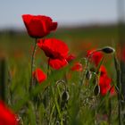 Spanischer Mohn