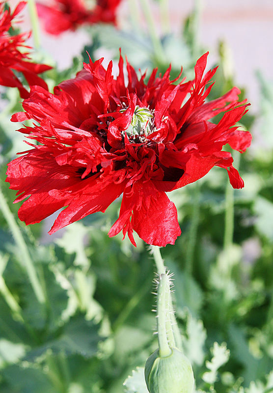 spanischer Mohn