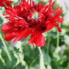 spanischer Mohn