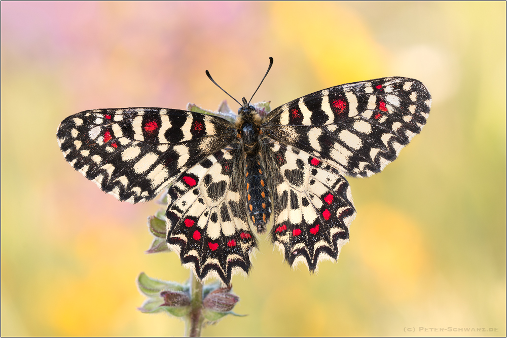 Spanischer Osterluzeifalter (Zerynthia rumina)