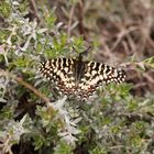 Spanischer Osterluzeifalter, Zerynthia rumina