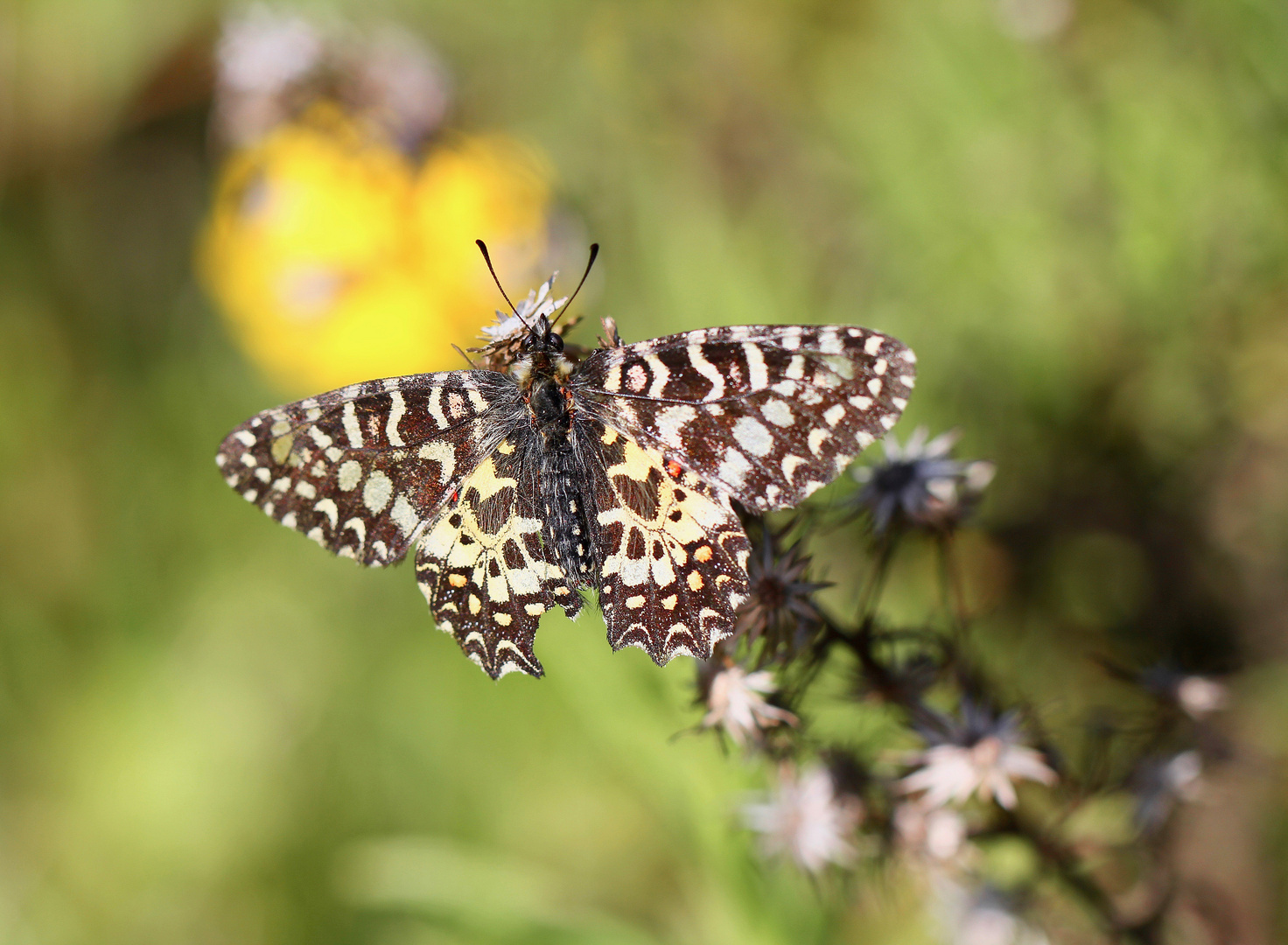 spanischer Osterluzeifalter (  Zerynthia rumina ) Algarve 2018