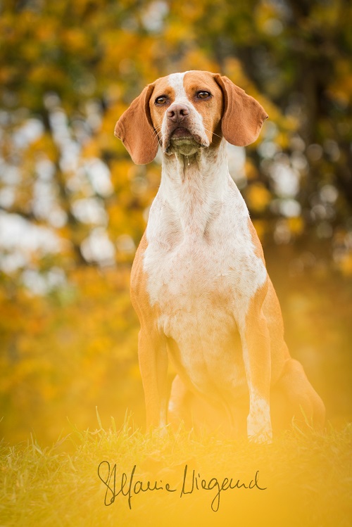 Spanischer Pointer | Raffi