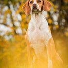 Spanischer Pointer | Raffi