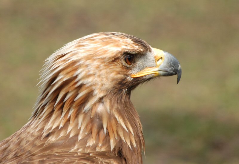 Spanischer Sandsteinadler