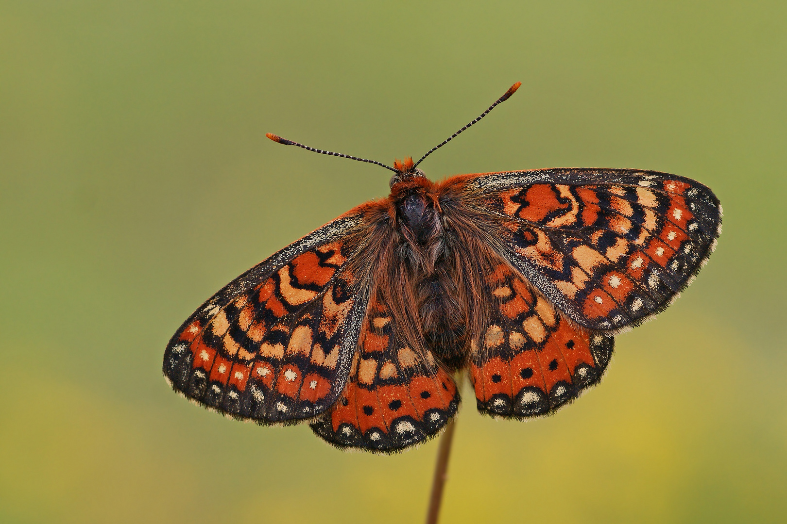 Spanischer Scheckenfalter (Euphydryas desfontainii)