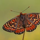 Spanischer Scheckenfalter (Euphydryas desfontainii)