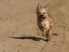 Spanischer Strandfloh))