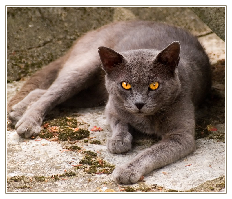 Spanischer Straßenkater