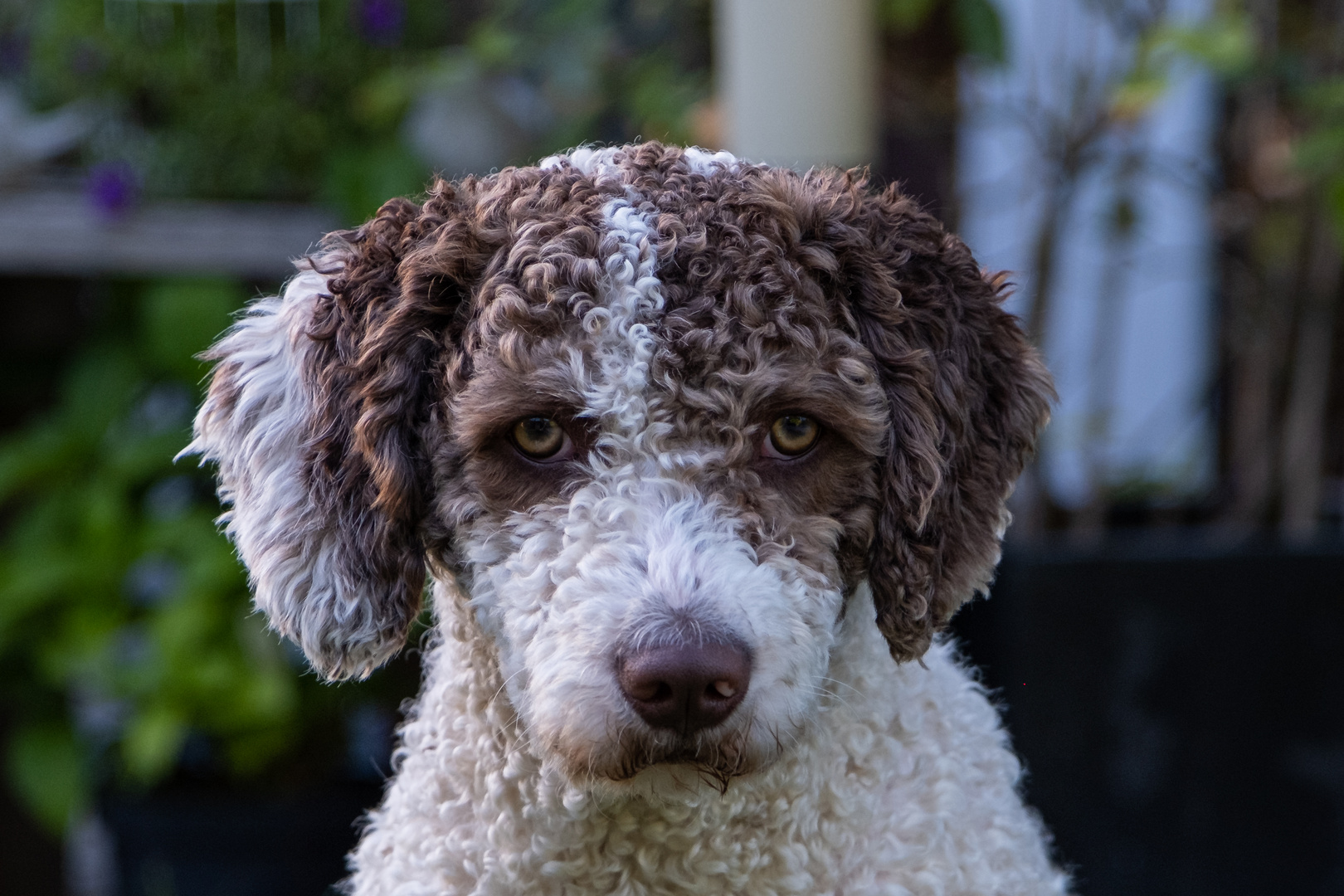 Spanischer Wasserhund