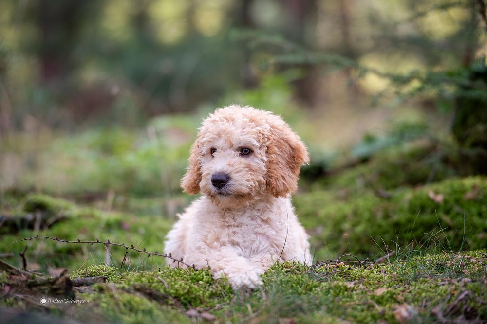 Spanischer Wasserhund ��Samilia��, 13 Wochen alt Foto & Bild tiere
