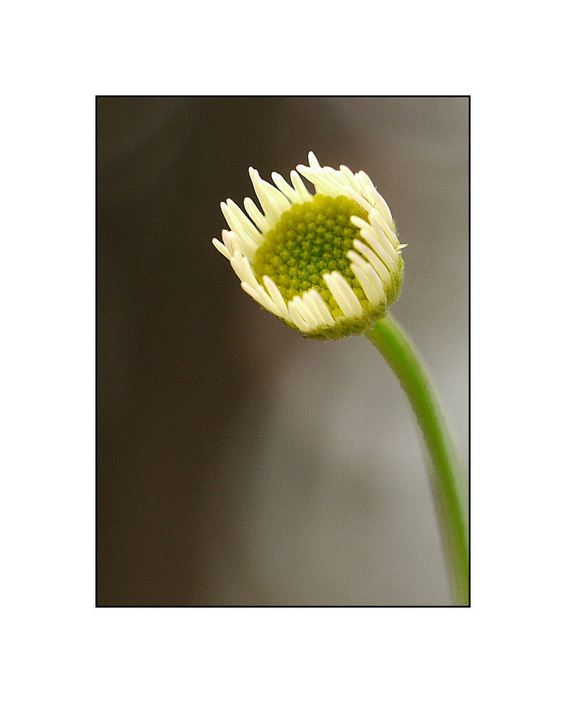 ~ Spanisches Gänseblümchen ~