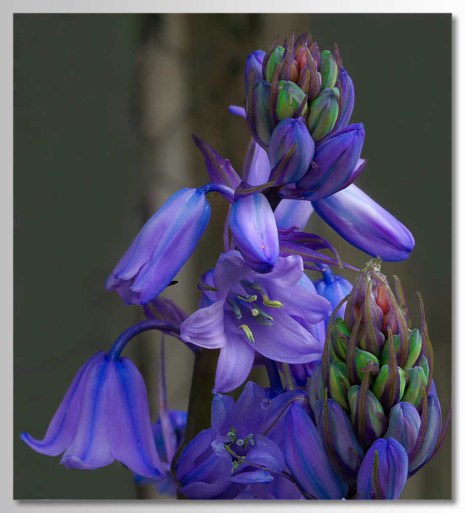 Spanisches Hasenglöckchen (Hyacinthoides hispanica)