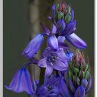 Spanisches Hasenglöckchen (Hyacinthoides hispanica)