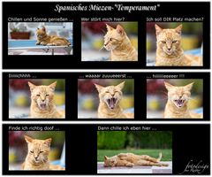 Spanisches Mietzen-"Temperament"