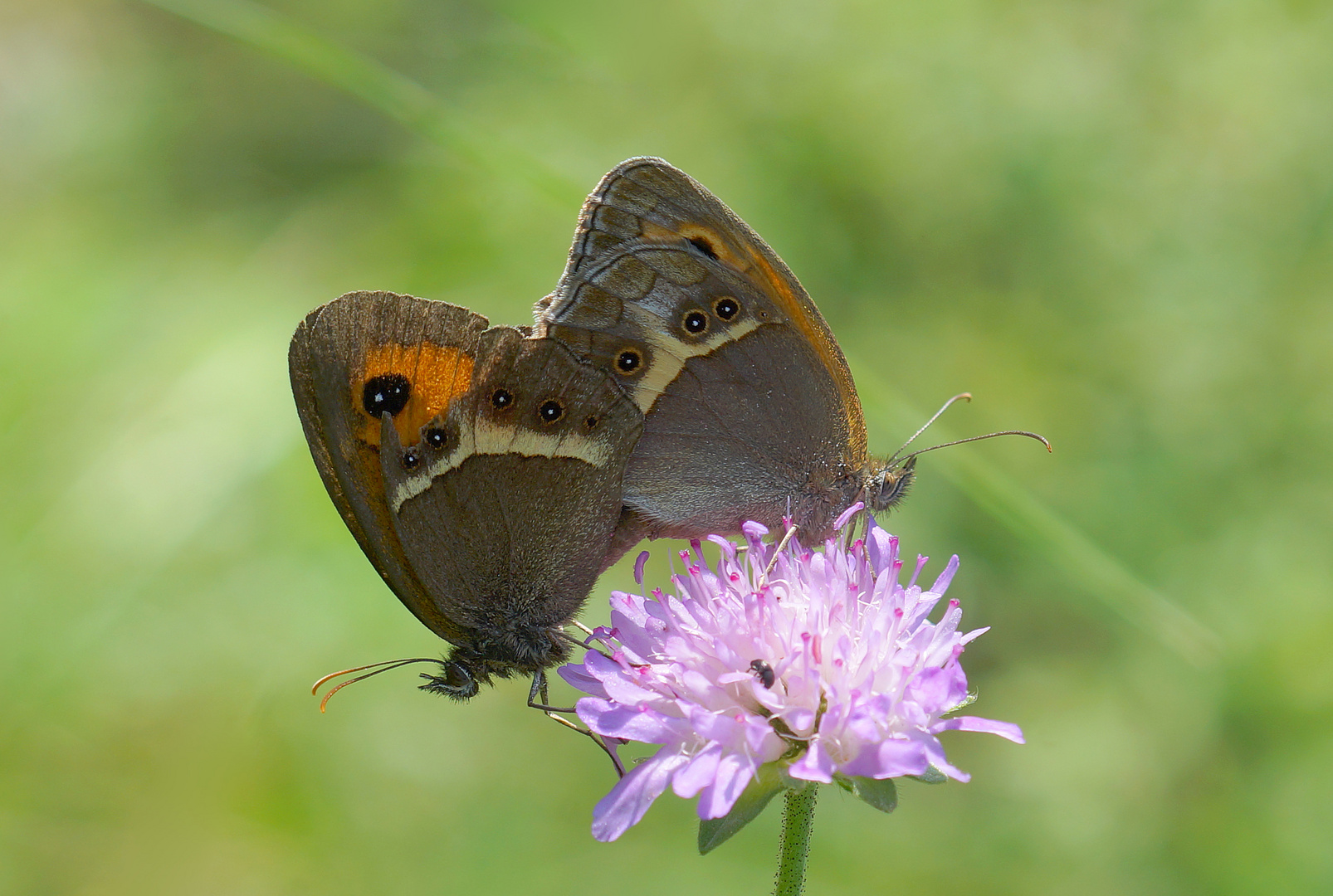 Spanisches Ochsenauge (Pyronia bathseba)