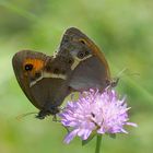 Spanisches Ochsenauge (Pyronia bathseba)