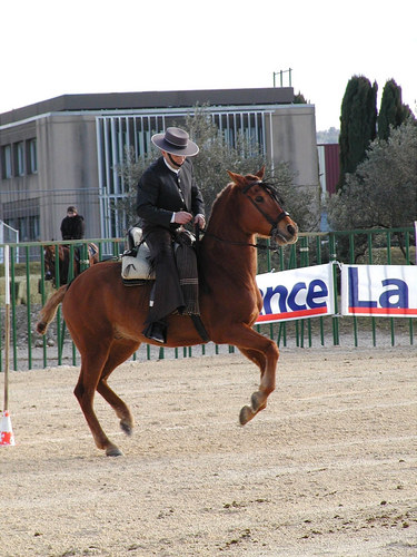 Spanisches Pferd in einer Gehorsamsprüfung in Avignon...