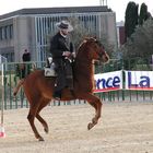 Spanisches Pferd in einer Gehorsamsprüfung in Avignon...