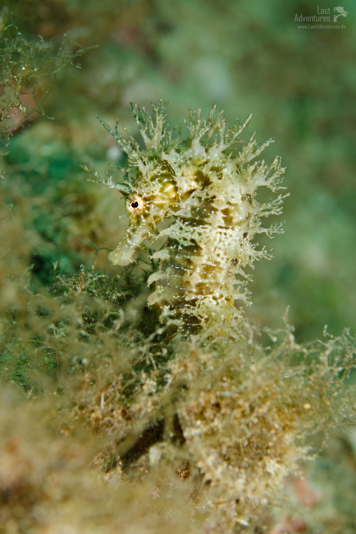 Spanisches Seepferdchen im Tarnkappenmodus // Seahorse in the Mediterranean Sea in Spain