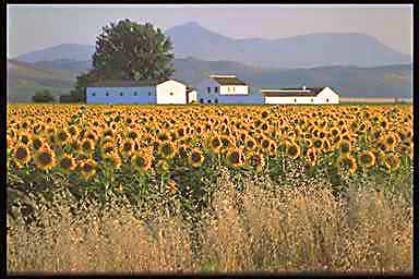 Spanish countryside sunflower crops