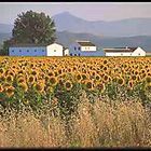 Spanish countryside sunflower crops