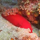 Spanish Dancer