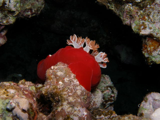 SPANISH DANCER