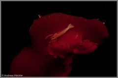 Spanish Dancer