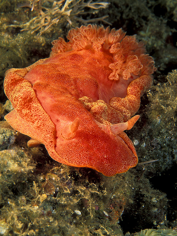 Spanish Dancer I