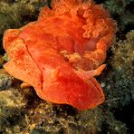 Spanish Dancer I