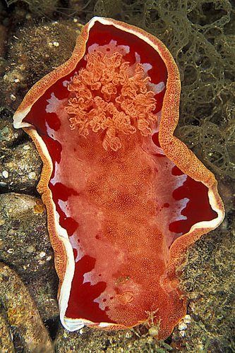 Spanish Dancer III